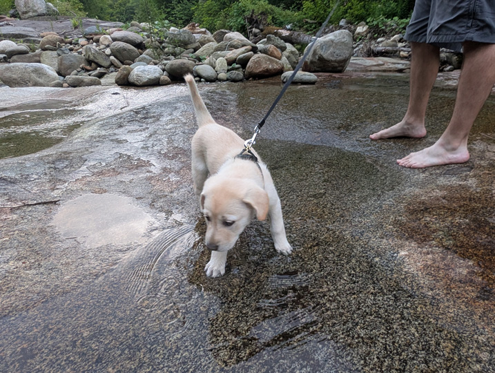 chinook dog